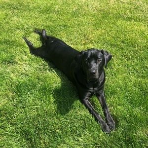 Meet your Posher, Annabel